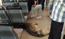 Eskişehir'de aşırı sıcaktan bunalan köpek tramvaya sığındı