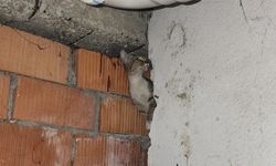 Eskişehir'de anne kedi ve 4 yavrusu için operasyon