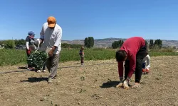 Eskişehir'de üretim durma noktasına geldi: Ürünler tarlada kaldı