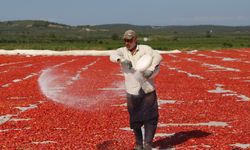 Kavurucu sıcakta kuru domates mesaisi! 34 ülkeye ihraç ediliyor