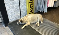 Eskişehir'de sıcaktan bunalan köpek bir işletmeye sığındı