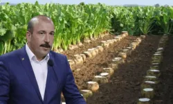 Eskişehir'de 2025 şeker pancarı fiyat beklentisi belli oldu