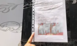 Eskişehir'de kayıp kedisi için ilan astı: Gördükleri karşısında sarsıldı