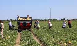 Tarlada 2 TL, markette 8,5 TL: Tarımda planlama eksikliği fiyatları vurdu