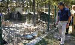 Eskişehir'de sokak hayvanları Doğal Yaşam Merkezi'nde sahiplendiriliyor