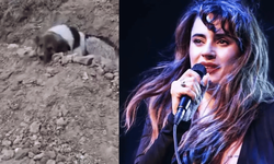 Türkiye'yi duygulandıran sadık köpeğe ünlü şarkıcı sahip çıktı!