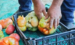Her biri bir buçuk kilo! Ata tohumu ile yetişti, gören gözlerine inanamadı