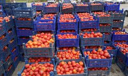Eskişehir'den götürülen domatesler yok satıyor: Fiyatı 230 TL'ye kadar çıkıyor