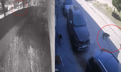 Eskişehir’de başıboş köpekler bir çocuk ve yaşlı bir kadına saldırdı