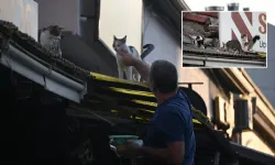 Eskişehirli esnaf çatıdaki 20 canın yuvası oldu