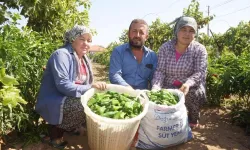 Ünlü Emcelli Biberi yok oluyor: Yerini üzüm bağları aldı