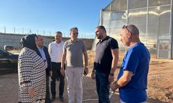 Ayşen Gürcan Mahmudiye'de tarım projelerini inceledi