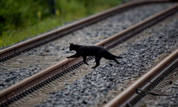 Kara kedi alarmı: Sahiplenmek yasaklandı