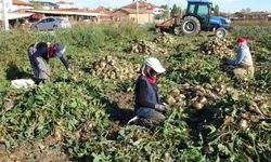 Hasadı başladı: Eskişehir'de bolca yetişiyor! Fabrikalar almak için sırada bekliyor