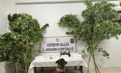 Eskişehir'de mısır tarlasına uyuşturucu eken şahıs yakalandı