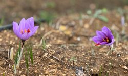 Dünyanın en pahalı baharatı: UNESCO Dünya Mirası Listesi'nde