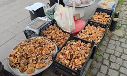 Tezgahlarda yerini aldı: Kilosu 500 TL