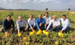 Kilosu 10 TL! Tadı ve lezzetiyle diğerlerini geride bırakıyor, kapış kapış satılıyor
