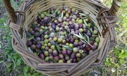 Bu yılın zeytin ve zeytinyağı rekolte tahmini açıklandı