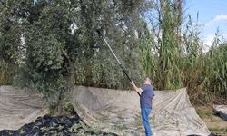 Yağmurla gelen bereket: Zeytin hasadı umutla başladı
