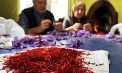 Altın değerinde hasat: Kilosu 600 bin TL’ye alıcı buluyor