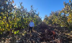 Eskişehir'de zirai donun yaraları sarılıyor