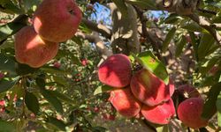 Sabahın ilk ışıklarıyla mesai başlıyor: Üreticinin yüzünü güldürdü