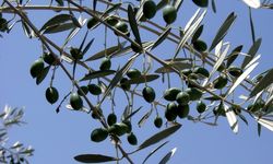 Eskişehir Büyükeşhir Belediyesi mavi sertifikalı zeytin dalı dağıtacak