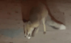 Ertuğrulgazi Mahallesi'nde tilki görüldü