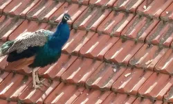 3 gün boyunca çatıda mahsur kaldı: Eskişehir'de ekipler devreye girdi
