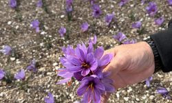 Ülkü Ocakları Genel Merkezi’nin terasında safran hasadı!