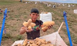 Alpu Ovası’nda patates hasadı