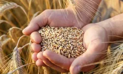 Eskişehir'de besicilere arpa satışı: Son başvuru 11 Kasım