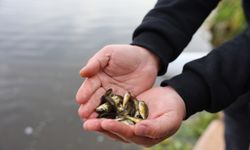 5 bin aynalı sazan Porsuk Çay'ına salındı