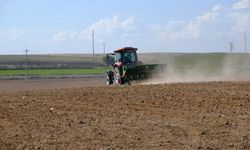 Mahmudiye Belediyesi'nden tarımda örnek proje