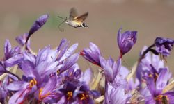 Eskişehir'de bolca yetişiyor: 1 gramı 500 TL!