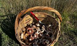 Komşuda yağmur bereket getirdi: Mantar toplayıcılarına uyarı geldi