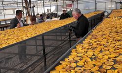 Sağlıklı atıştırmalık dönemi başladı: Cennet hurması artık cips olarak sofralarda