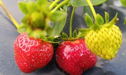 Dört mevsim taptaze, kilosu 150 lira: Bu çilek artık markalaştı