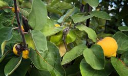 Ayva üreticisini yıkan tablo: 10 dönümden sadece 2 kasa çıktı