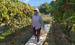 Üzümler toplandı, şimdi sıra örtülerde: Sezon kapanıyor