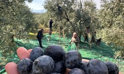 Sofralık zeytin hasadı başladı: İsviçre'den talep var