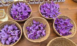 Her çiçekten sadece 3 tel çıkıyor: Altınla yarışıyor