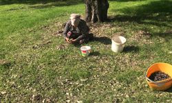 Sadece bu bölgede yetişiyor: Şeker ve tansiyon hastalarının gözdesi oldu