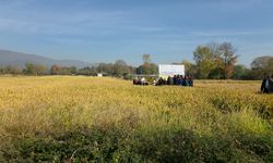 Modern teknikler meyvesini verdi: Konuralp pirincine ilgi yeniden artıyor