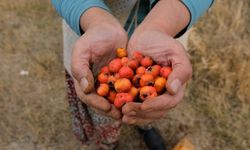 Zor şartlarda toplanıyor, şifa dağıtıyor: Alıçta bu yıl verim düşük