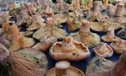 Tezgahlar bu lezzetle doldu: Kilosu 200 TL’ye kadar çıkıyor