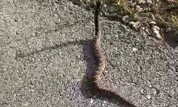 Zehirli yılanı elleriyle yakalayıp, doğasına bıraktı