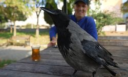 Bu karga çay içip helva yiyor: Organik gıdaları seviyor