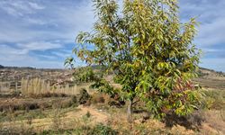 Dikenine rağmen vazgeçilmiyor: Meşhur kestaneye yoğun talep